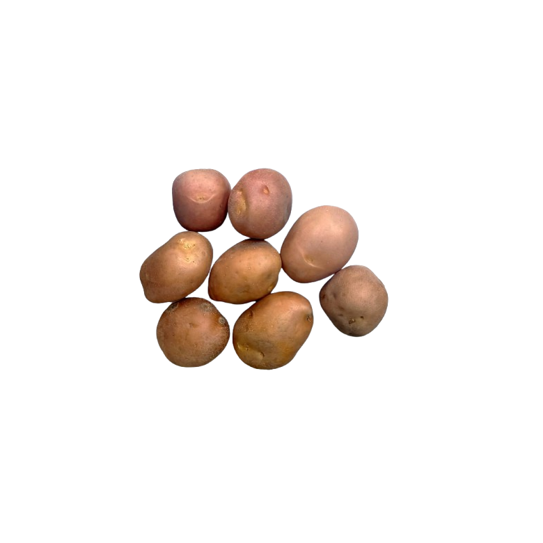 RED GUARNICIÓN potato Organic 